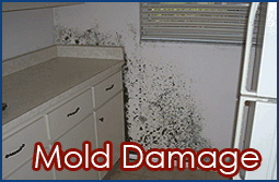 Mold Damage