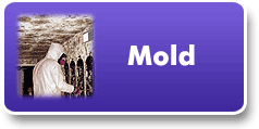 Mold Removal